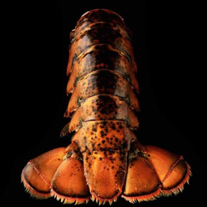Lobster Tails (Maine Cold Water) - 5/6oz